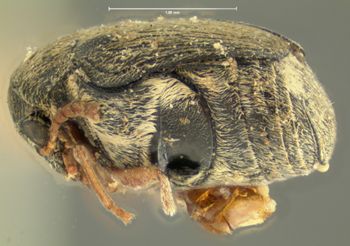 Media type: image;   Entomology 8193 Aspect: habitus lateral view